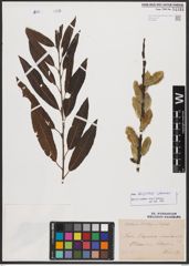 Salix burjatica Nasarow